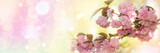 Fototapeta Kwiaty - pastelowe tło z kwiatami drzew ogrodowych