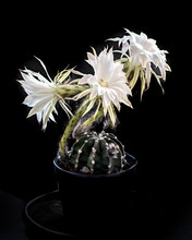 Night Blooming Cactus With Flowers