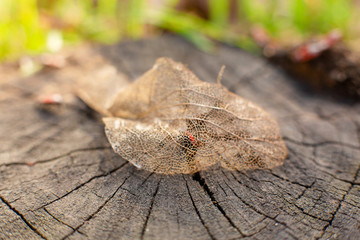 Wall Mural - Dry skeletonized leaf on a stump close up