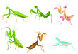 Set of praying mantis. Сollection of colorful mantis in various poses. Set of standing insects. Large predator mantis. Colorful illustration of insect on a white background.