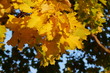 jesien, opad, liscie, drzewo, klon, 