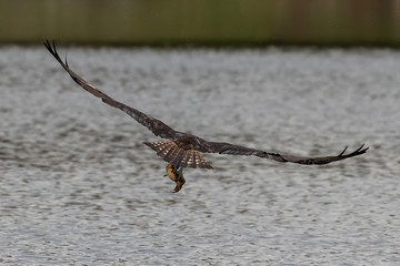 Canvas Print - Western osprey with  caught fish in flight.Natural scene from USA