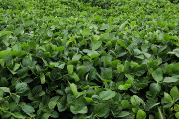 Large soybean field in autumn