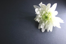 White Flower On A Black Background