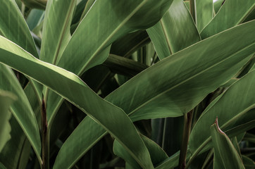  plantas tropicais verdes