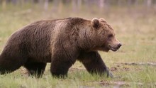 Big Brown Bear Walking In Swamp Watching Angry Growl Ambient Audio Recording