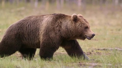 big brown bear walking in swamp watching angry growl ambient audio recording