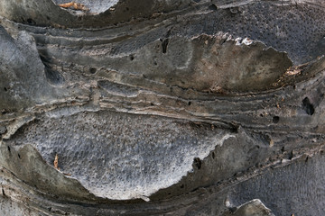 Close-up of Palm tree body as a natural abstract pattern background texture.