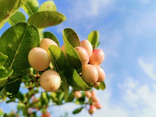 Wall Mural - Close-up of Carissa carandas on a tree with​ sunlight​. Carissa carandas are the fruit that has a sweet and sour taste and fruit all year round. It also has many benefits and medicinal properties.