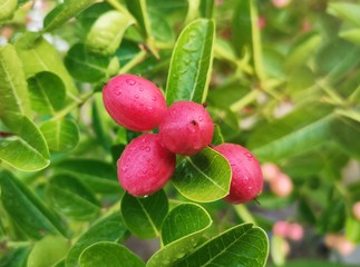 Wall Mural - Close-up of Carissa carandas on a tree with​ sunlight​. Carissa carandas are the fruit that has a sweet and sour taste and fruit all year round. It also has many benefits and medicinal properties.