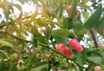 Wall Mural - Close-up of Carissa carandas on a tree with​ sunlight​. Carissa carandas are the fruit that has a sweet and sour taste and fruit all year round. It also has many benefits and medicinal properties.