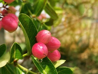 Wall Mural - Close-up of Carissa carandas on a tree with​ sunlight​. Carissa carandas are the fruit that has a sweet and sour taste and fruit all year round. It also has many benefits and medicinal properties.