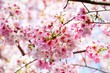 © KKK.Nuna - Cherry blossoms are blooming in bright sunlight on the cherry​ blossom tree.