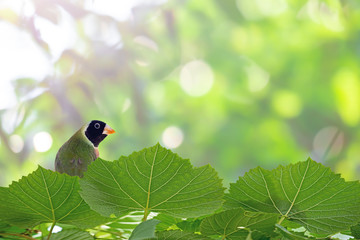 Wall Mural - Bird perched on a branch with a blurred background
