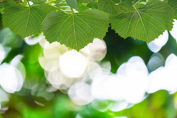 Wall Mural - The leaves on the blurred background
