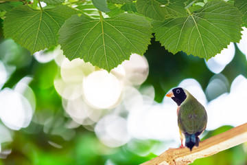 Wall Mural - Bird perched on a branch with a blurred background
