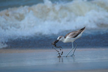 A Crab Plover Catching A Crab From A Hole In Sea Shore