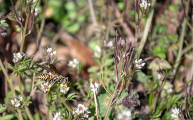 A close up side view of a paper wasp gathering nectar on a warm spring morning in Missouri. Bokeh effect.