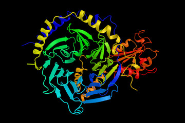 Wall Mural - Phosducin-transducin beta-gamma complex, a part of the G protein family. These proteins are involved in transmitting signals from a variety of stimuli outside a cell to its interior. 3d rendering