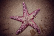 Close-up Of Starfish On Sand