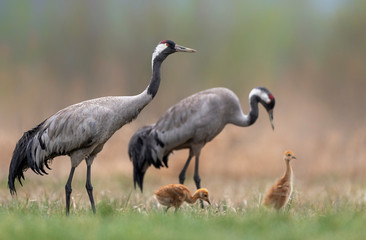 Poster - Common grane ( Grus grus ) family with two babies