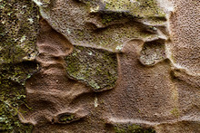 Closeup Of Bark From An Ancient Kauri Tree In Waipuoa Forest, New Zealand