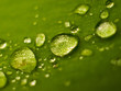 
closeup of water drops on a green leaf