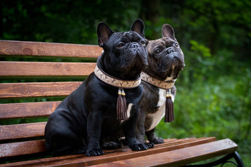 Wall Mural - Two dogs french bulldogs are sitting on a bench