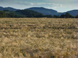 
grain field with hill in the cloudy background
