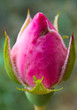 
large close-up of a pink rose bud
