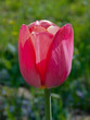 
closeup of a single pink tulip