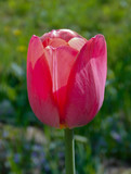 Fototapeta Tulipany - 
closeup of a single pink tulip