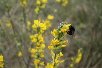 Wall Mural - spring, flying insect on yellow blooming plant, closeup of part of field