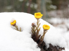 Coltsfoot Flowers Covered By Snow In Spring