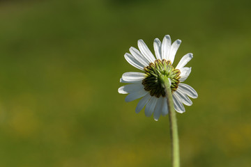 Soft white daisies bloom in summer field