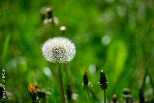 Dandelion flower in green grass.
