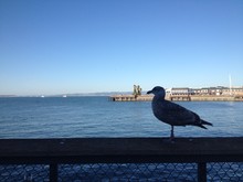 Seagull Perching On Railing