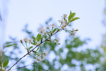 Wall Mural - цветущая вишня,blooming cherry,