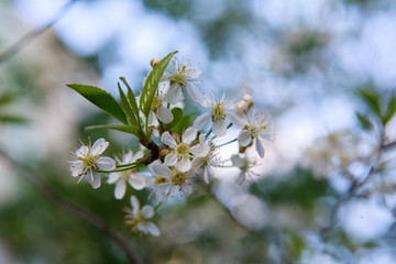 Wall Mural - цветущая вишня,blooming cherry,