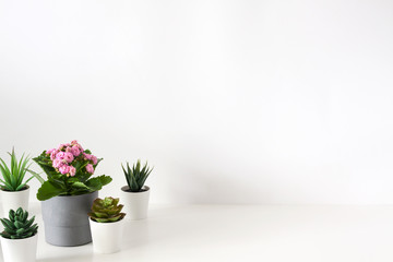 Wall Mural - A group of potted plants against a white empty wall background. Copy space.