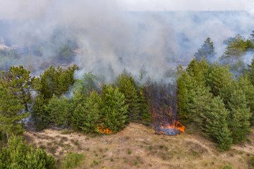 Wall Mural - Aerial drone view of a wildfire in forested area