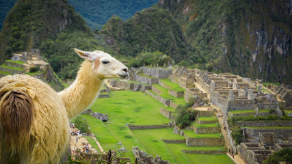 Canvas Print - Llama in the middle of the ruins of an ancient Inca city in the middle of mountains