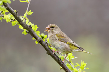 Wall Mural - European greenfinch Chloris chloris feemale sitting on branch of garden tree and eating. Cute brown green songbird in wildlife.