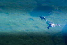 Underwater Scene With Great Crested Grebe (Podiceps Cristatus) In Lake Geneva, Vidy, Switzerland.
