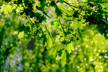 Wall Mural - fresh green maple foliage in spring in the forest closeup.