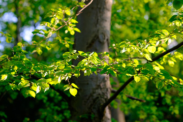 Wall Mural - tree with fresh green leaves in the spring forest.