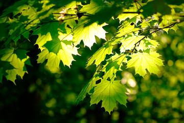 Wall Mural - fresh green foliage in spring in the forest closeup.