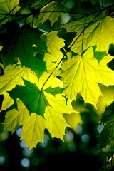 Wall Mural - fresh green maple foliage in spring in the forest.