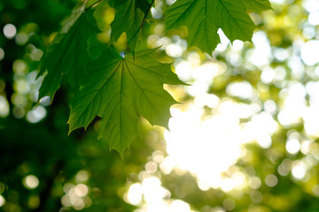 Wall Mural - fresh green maple foliage in spring in the forest on beautiful background.