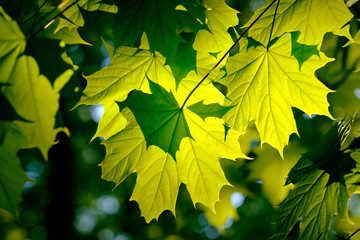 Wall Mural - fresh green foliage in spring in the forest closeup.